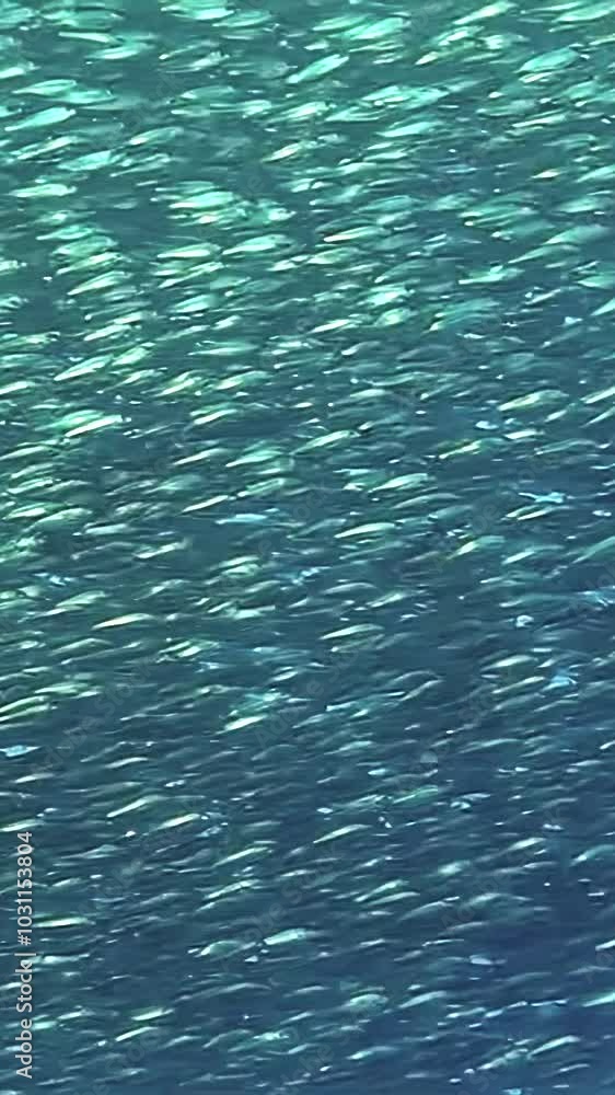 Witness extraordinary display of nature as magnificent school of sardine fish glides through warm, clear waters of Philippines, creating beautiful underwater spectacle alive with motion and color. Witness extraordinary display of nature as magnificent school of sardine fish glides through warm, clear waters of Philippines, creating beautiful underwater spectacle alive with motion and color.