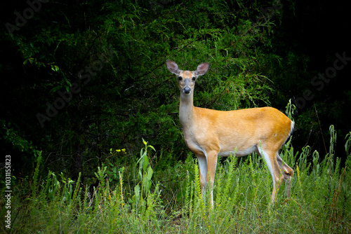 Adult female deer doe with golden brown fur coat standing in a lush green meadow just outside the woods looking directly at you.