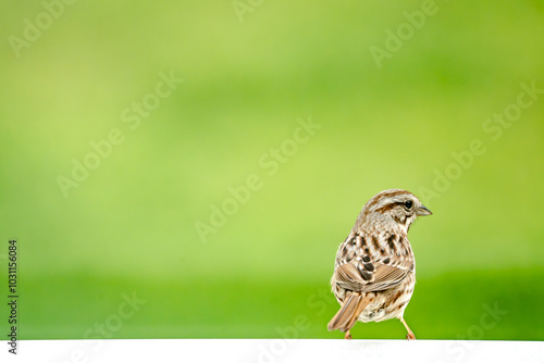 Small brown, black and white bird perched on a white fence against a blurry bokeh green background