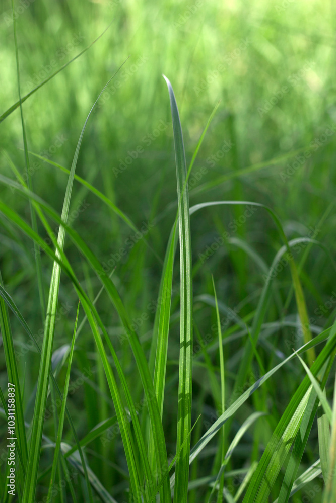 green grass in summer morning with close up green grass in summer morning with close up