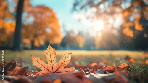 Autumn nature concept - blurred autumn landscape background with fallen leaves in the foreground, aged trees, blue sky, and sunshine.