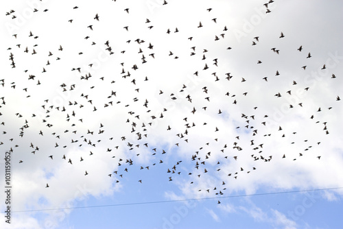 a lot of flying black birds with summer sky background