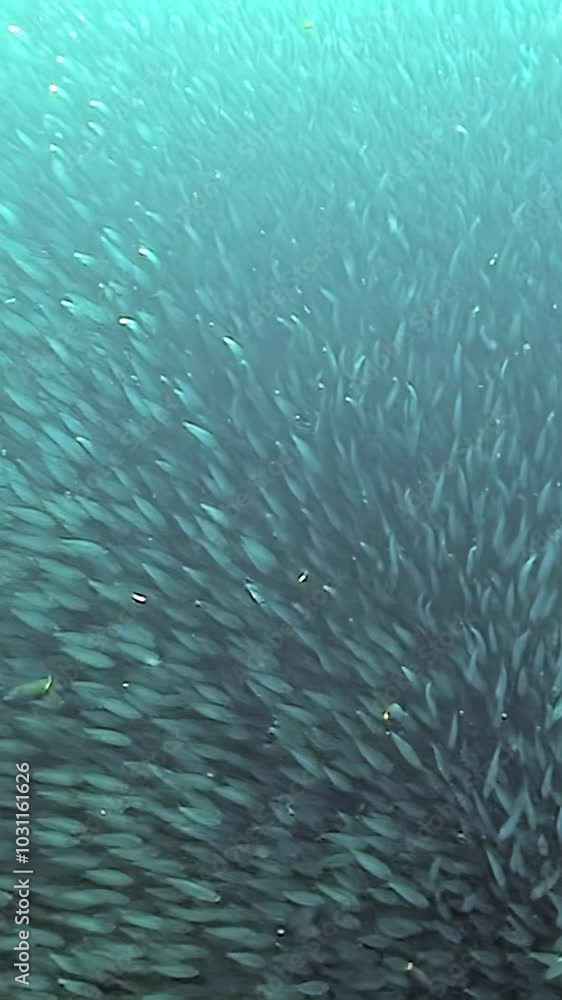 Watch magnificent school of sardines moving in harmony beneath surface in Philippines. Vibrant underwater world showcases their synchronized swimming patterns and natural beauty. Watch magnificent school of sardines moving in harmony beneath surface in Philippines. Vibrant underwater world showcases their synchronized swimming patterns and natural beauty.