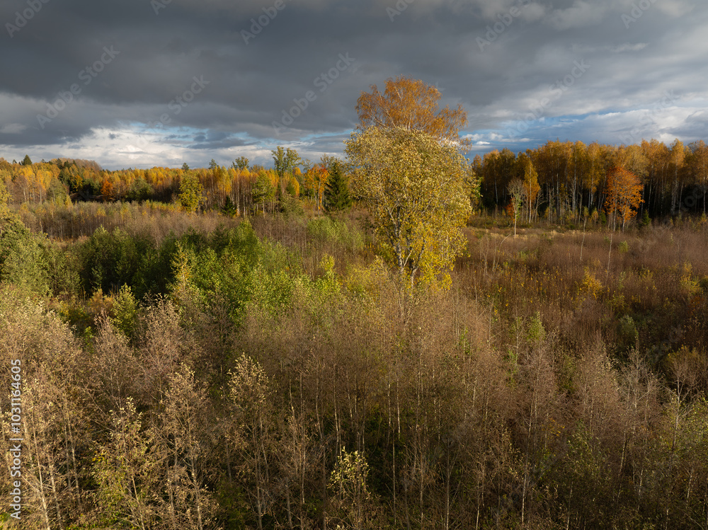 Fototapeta premium autumn landscape with trees