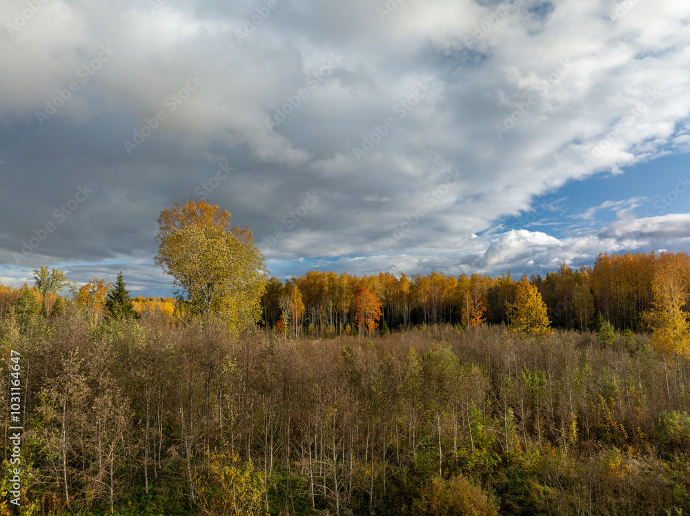Fototapeta premium autumn landscape with trees and clouds