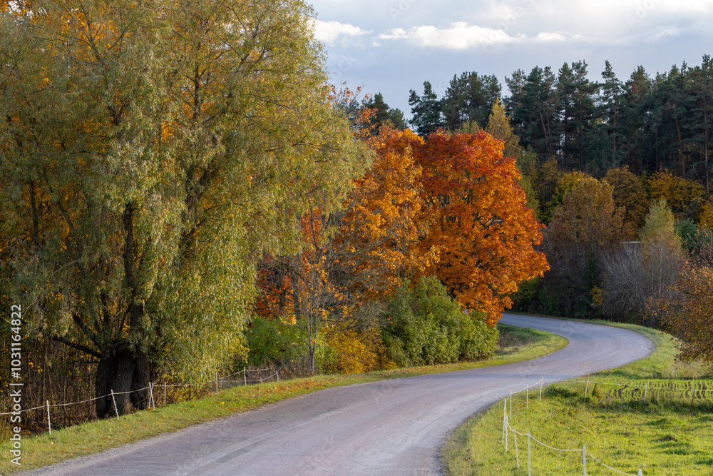 Fototapeta premium road in autumn
