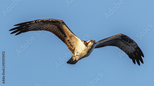 bird of prey in flight with wings arched
