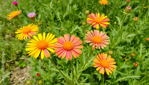 Gaillarde, Gaillardia grandiflora photo