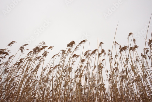 Obraz na płótnie reeds in the wind