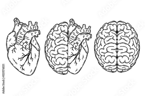 Realistic human heart half and brain line art vector. Psychological or heart disease, mental health issues, logic and emotion priority concept