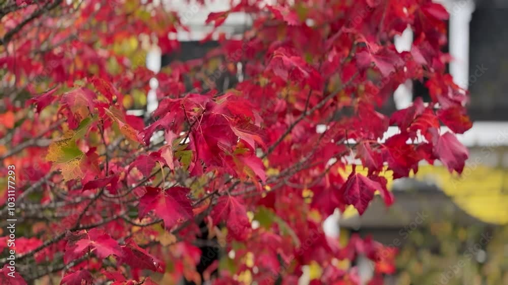 Red Leaf Colonial Neighborhood Home Red Leaf Colonial Neighborhood Home