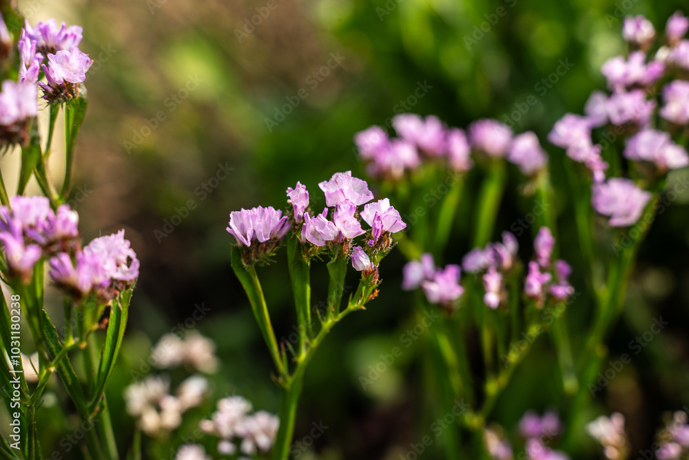 Purple, pink statice flowers in an outdoor flower garden. Purple, pink statice flowers in an outdoor flower garden.
