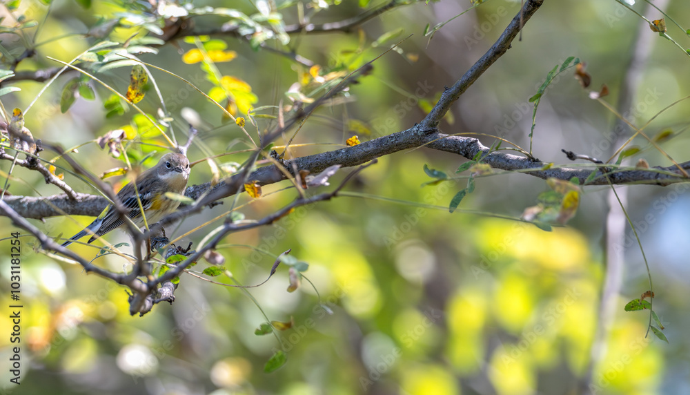 Yellow-rumped warbler perched on a bare tree branch. Yellow-rumped warbler perched on a bare tree branch.