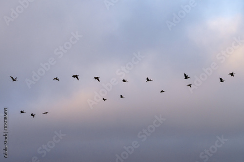 Pelicans in flight