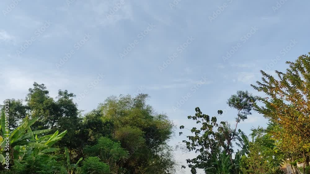 A video showing trees being blown by strong winds was taken in Nganjuk on Friday 18 October 2024