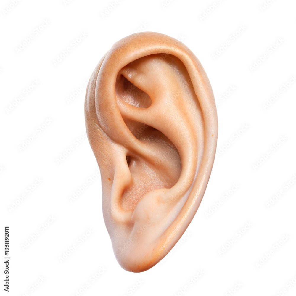 Fototapeta premium Human ear, detail, isolated on transparent or white background.