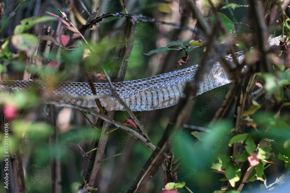 Tokyo,Japan - October 14, 2024: Ecdysis or skin of a snake on a branch
Tokyo,Japan - October 14, 2024: Ecdysis or skin of a snake on a branch