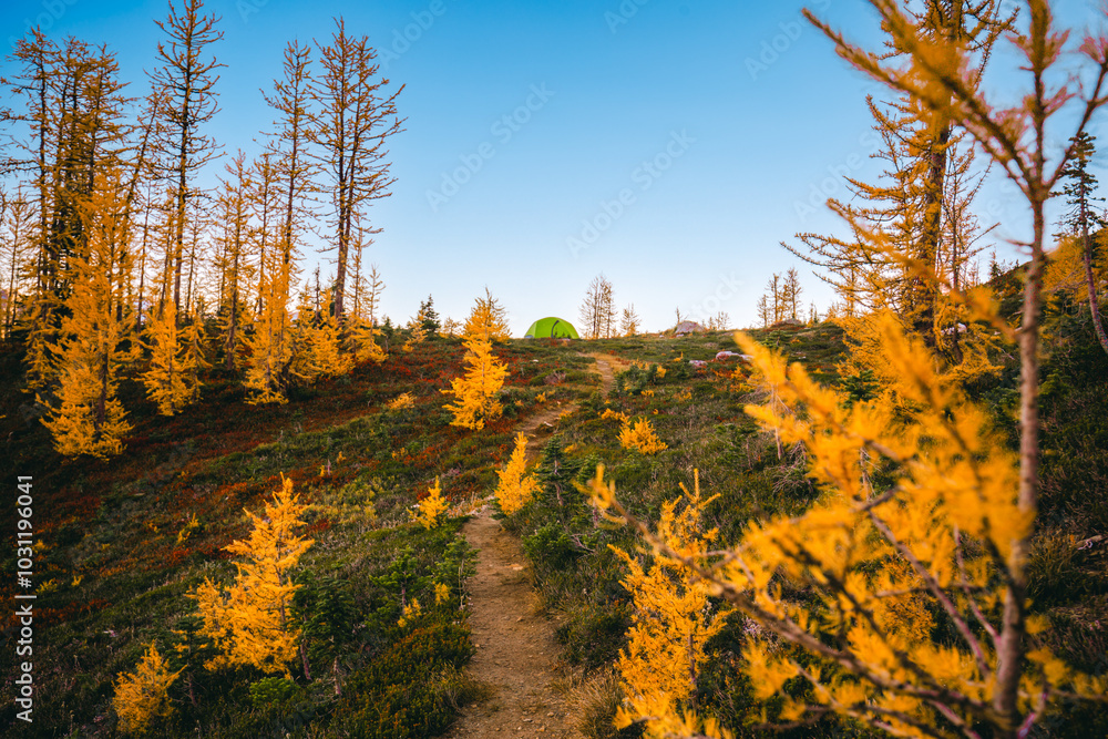 Fototapeta premium Trail with many golden larches at Grasshopper Pass during fall season, Pacific Crest Trail, North Cascades National Park, Washington. Camping at backcountry. Green tent in the valley. Hall of larches.