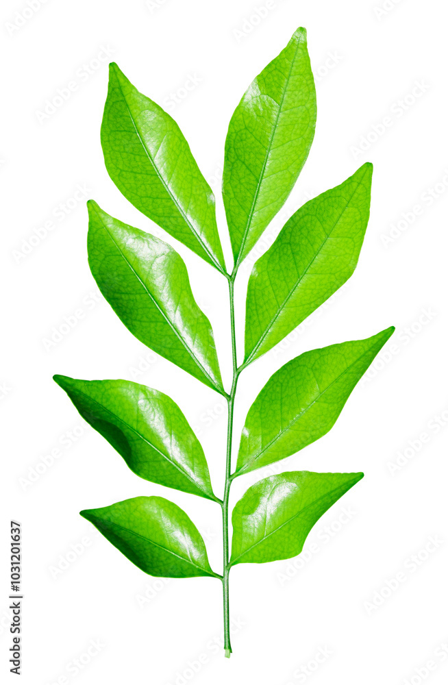Green leaf branch isolated on transparent background - PNG file Green leaf branch isolated on transparent background - PNG file