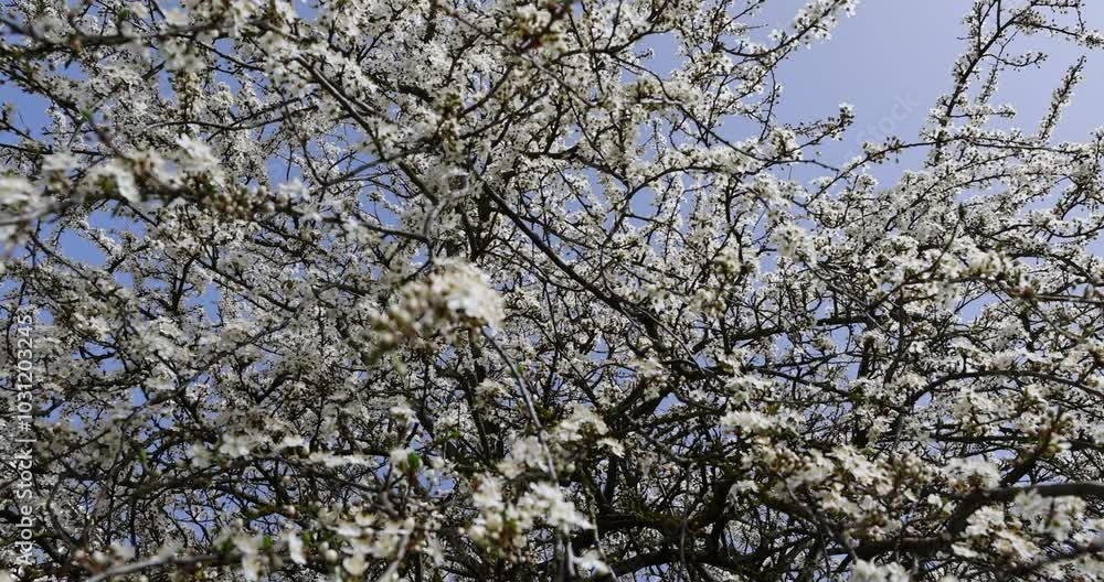 cherry blossoming with white flowers , a large number of white cherry blossoms close-up cherry blossoming with white flowers , a large number of white cherry blossoms close-up