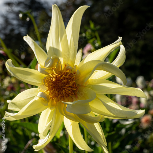 Large yellow dahlia blossom