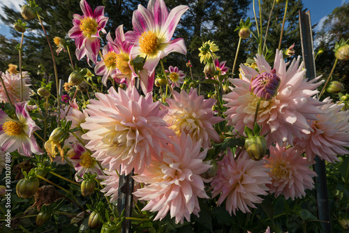 Colourful Variety of Dahlia Blossoms Growing at the Flower Farm