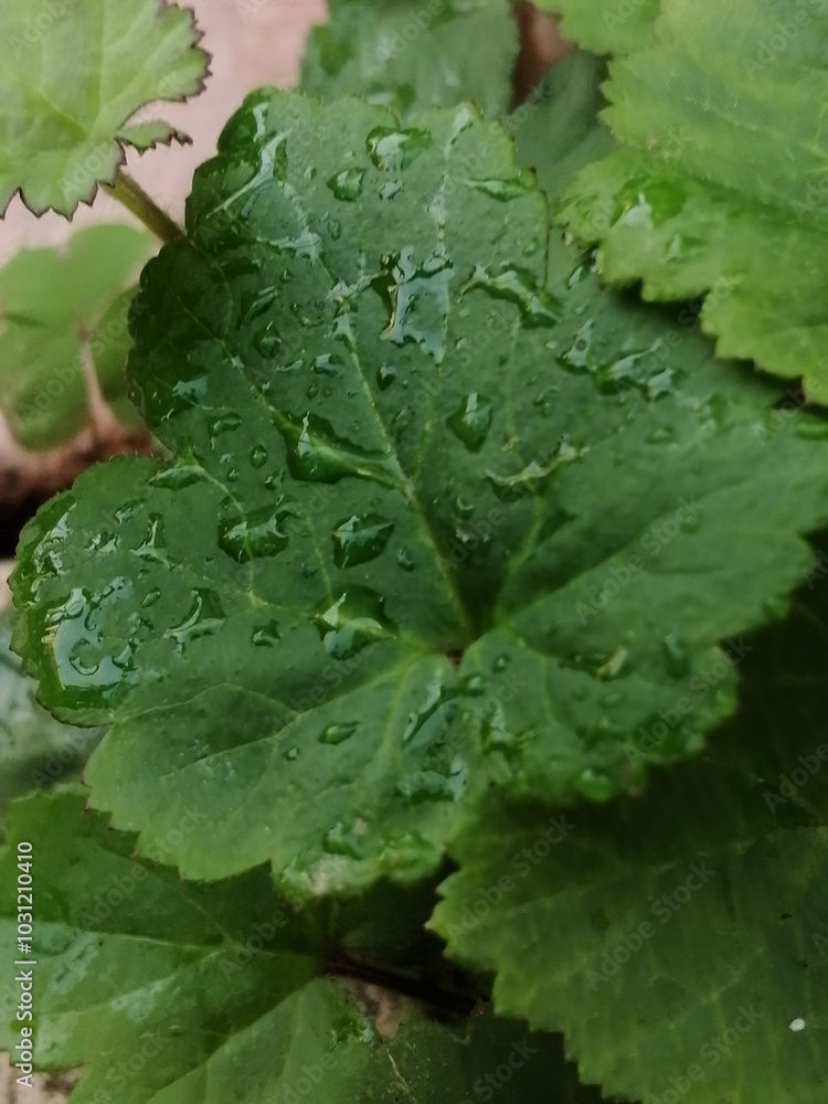 水玉 水玉