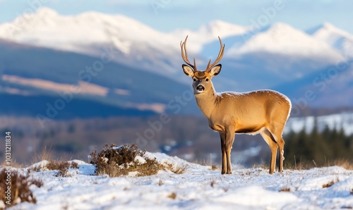 A deer stands in a snowy landscape with mountains in the background. photo