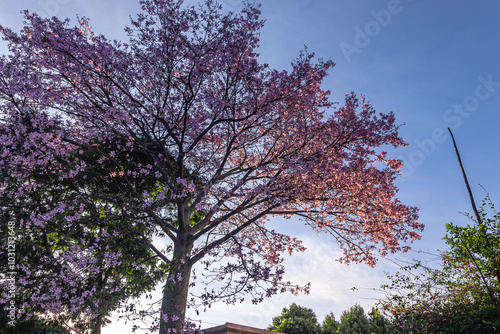 árvore florida com flores rosas na cidade de Brasília, Distrito Federal, Brasil photo