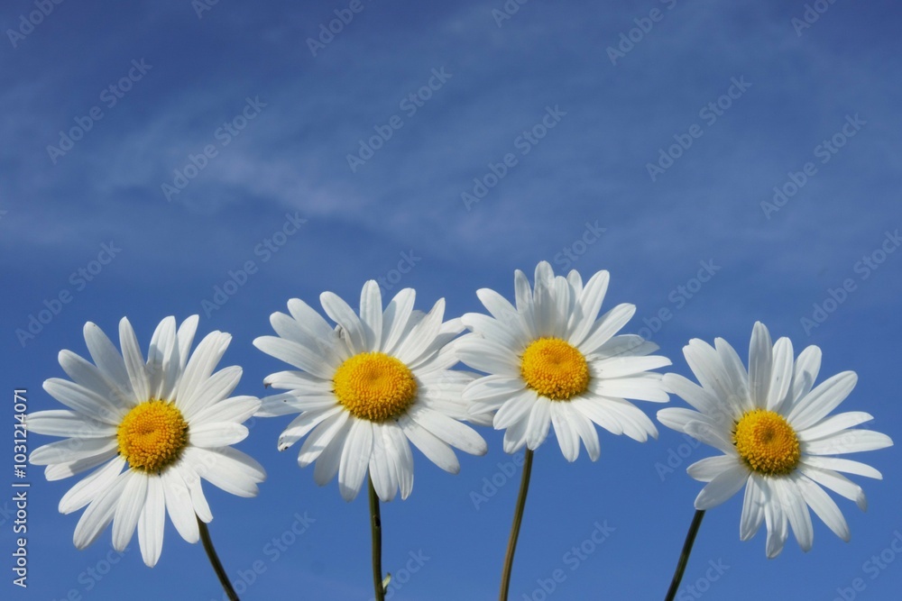 Daisies that stand out against a blue sky, roadside flowers that grow wild and provide a cheerful image of a naturally growing natural product in nature.
Daisies that stand out against a blue sky, roadside flowers that grow wild and provide a cheerful image of a naturally growing natural product in nature.
