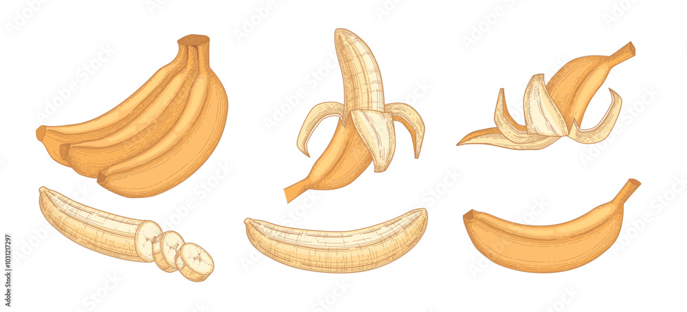 Cartoon bananas. Peel banana, yellow fruit and bunch of bananas. Tropical fruits, banana snack or vegetarian nutrition. Isolated vector illustration icons set on white background Cartoon bananas. Peel banana, yellow fruit and bunch of bananas. Tropical fruits, banana snack or vegetarian nutrition. Isolated vector illustration icons set on white background