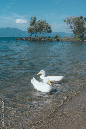 気持ちよく泳ぐアヒル