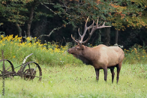 Wallpaper Mural Gorgeous Majestic Regal Elk Bull Autumn Torontodigital.ca