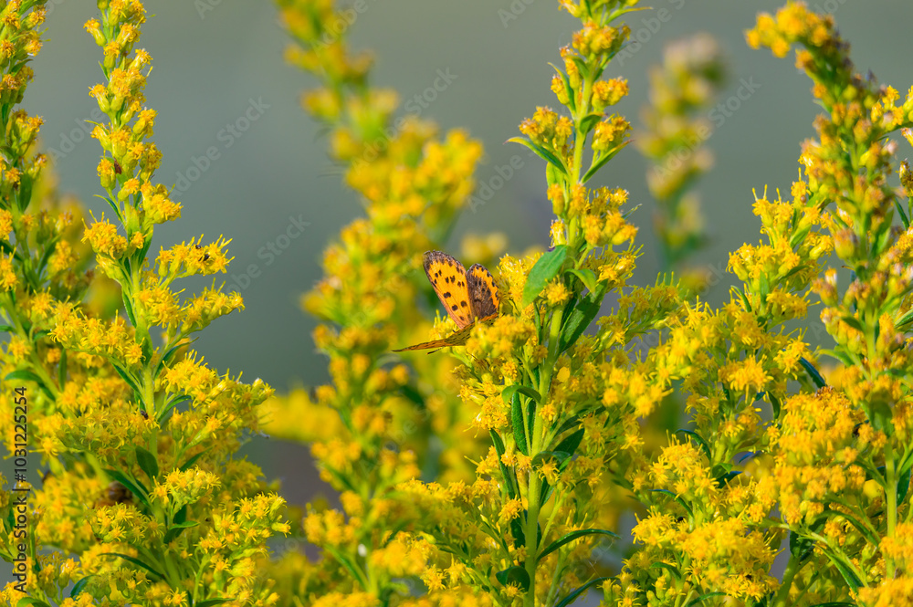 Obraz premium A Bronze Copper Butterfly on Feeds on Canada Goldenrod at Lake Erie Metropark, in Brownstown Charter Township, Michigan.