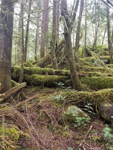 tree in the forest