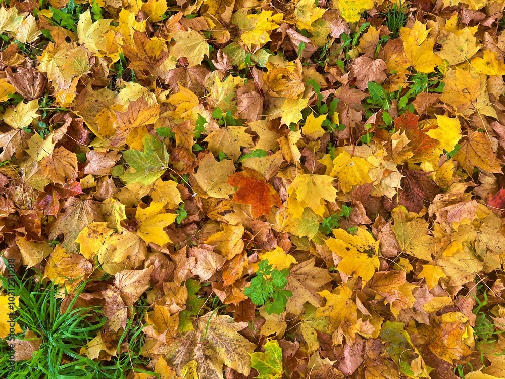 Yellow autumn maple leaves on the ground in the park. Autumn background Yellow autumn maple leaves on the ground in the park. Autumn background