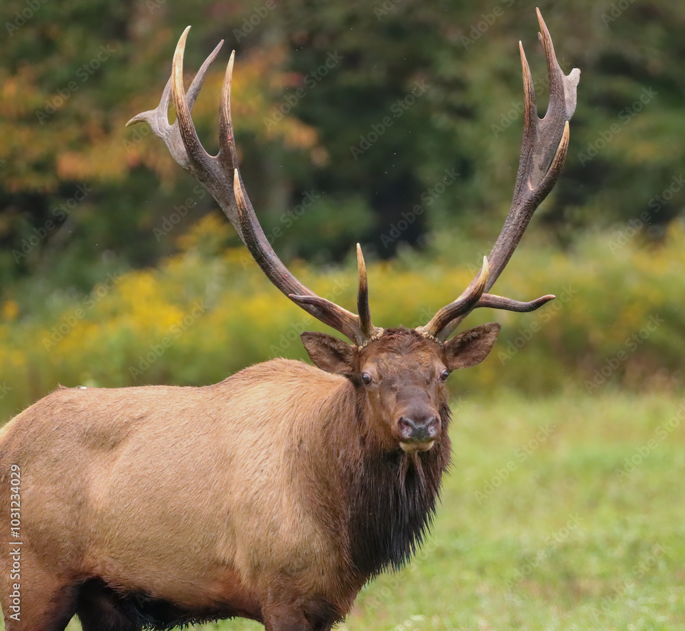 Gorgeous Majestic Regal Elk Bull Autumn Gorgeous Majestic Regal Elk Bull Autumn