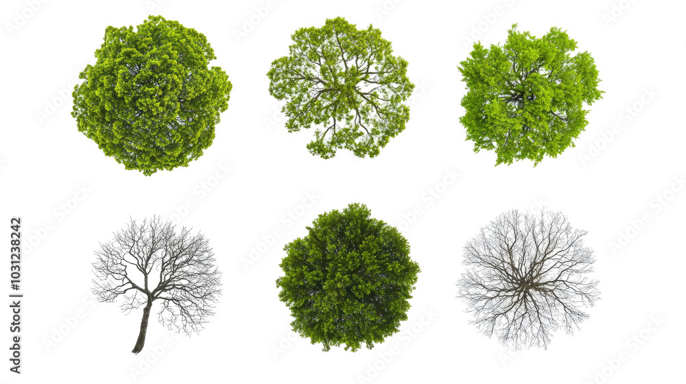 Tree Seasons Illustrated on a White Background Generative AI