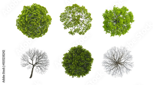 Obraz na płótnie Tree Seasons Illustrated on a White Background Generative AI w salonie