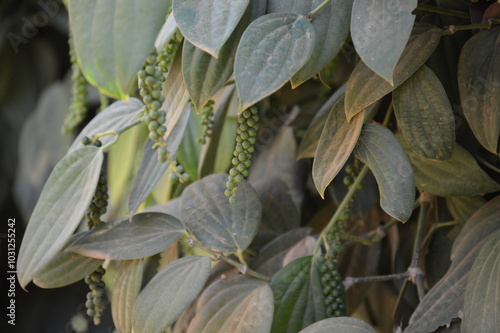 Wallpaper Mural Delicious fresh organic black pepper from a farm ready to eat Torontodigital.ca