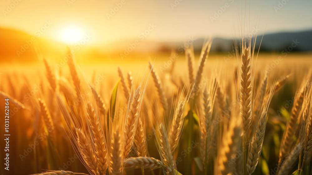 wheat field at sunset wheat field at sunset