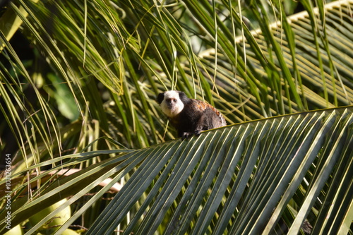 beautiful white-faced marmoset native to the Brazilian Atlantic Forest in a coconut tree photo