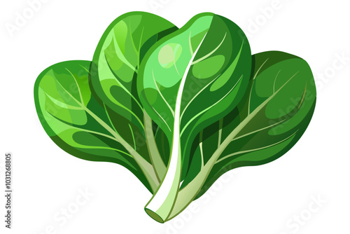  Beautiful spinach vegetable vector art illustration