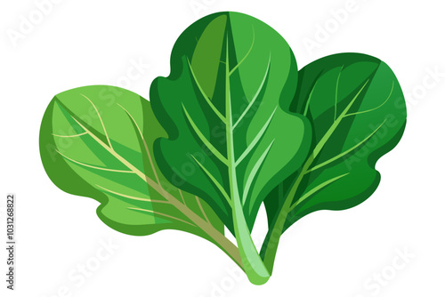  Beautiful spinach vegetable vector art illustration