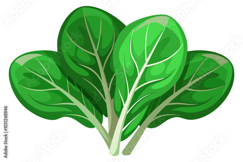  Beautiful spinach vegetable vector art illustration