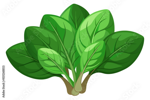  Beautiful spinach vegetable vector art illustration