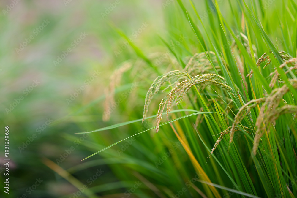 The rice ears in the rice field are full and drooping