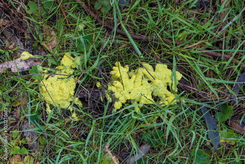 Scrambled Egg Slime (Fuligo septica), also known as the 