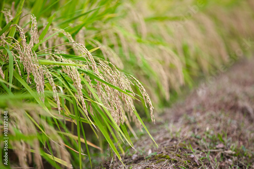 Rice planted in the farmland is growing #1031272848