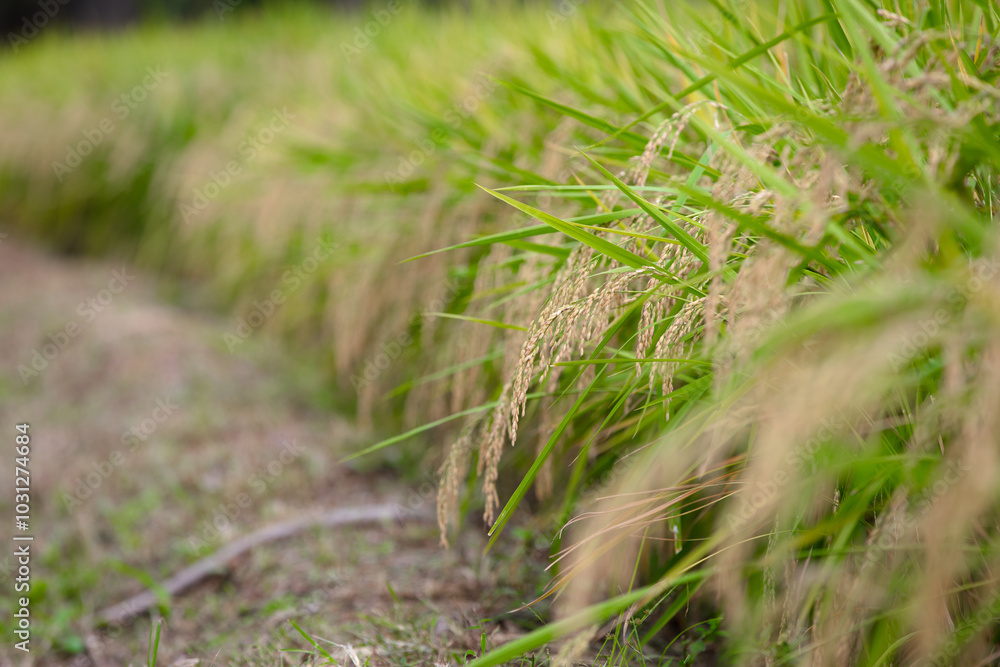 The rice in the rice fields is growing well The rice in the rice fields is growing well